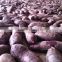 Exporter Supply Yummy Fresh Purple Sweet Potato