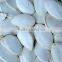 china roasted salted snow white pumpkin seeds with market price