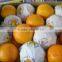 fresh orange