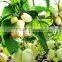 Pepino Seed Pepino Cucumber Seeds For Cultivation Germination rate above 93%