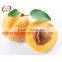 Tin Package,Canned Apricots In Half In Syrup,Canned Fruits and Vegetables