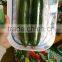 Cucumber seeds little cucumber seeds Maloene F1Green vegetables