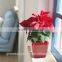 hydroponic bright color small plastic flower pot for home garden interior christmas decoration