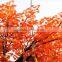 red artificial maple tree plastic maple tree/ fake maple tree decoration