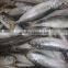 sea frozen 4-6pcs/kg horse mackerel