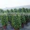 Ficus benjamina tower shape