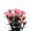on line shopping fresh fresh cut flower carnation cut price from china