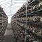 Factory Price Premium Shiitake Mushroom Spawn Cultivated for Fresh Shiitake Mushroom