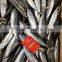 2015 bonito wr seafrozen 100-200g/pc