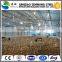 low cost steel poultry shed design construction