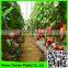 Supper hdpe tomato /cucumber plant support net