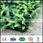 cheap indoor evergreen tree artificial grass plants decorative wall hanging