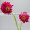 The neatest rate cute fresh cut flowers fresh rose with 20stems/bundle from Yunnan, China