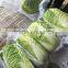 Long Cabbage