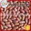 Wholesale peeled peanuts kernel