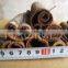 High Quality - Best Cassia Powder, Cinnamon Powder From Vietnam
