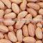 Arachis hypogaea Seeds