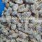 Frozen boiled baby clam meat for seafood mixed bulk packing