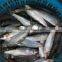 Fresh canned whlole round sardine fish frozen sardine for canning