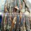 below 150g frozen illex argentinus squid