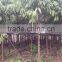 Ficus irregularis