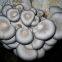Factory Price Premium Oyster Mushroom Spawn Cultivated for Fresh Oyster Mushroom (White,Grey,Dark Grey,Yellow,Pink)