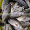 china frozen sea bass fish frozen seabass fish barramundi fish