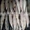 400-600G Frozen Pacific Mackerel Scomber Japonicus