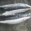 Frozen pacific saury scientific name Cololabis saira
