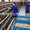  China supplier poultry layer chicken cage for sale