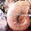 Wholesale Big Quartz Crystal The Snail Fossils
