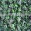 IQF Spinach Leaf IQF with good quality for sale