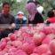 Best Price China Red Fuji Apples