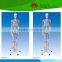 With colored muscle and ligament adult whole body skeleton model for student or doctor