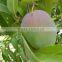 KENT MANGO FROM PERU