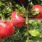 2016 New Pomegranate Seeds For Planting