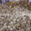 semi husked coconut, best quality, cheap price