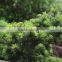 The Decoration Plant Pinus Parviflora Seedling