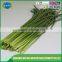 Export quality garlic bolt/garlic sprout