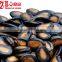 China Origin Watermelon Seed