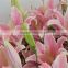 wholesale varieties of fresh flowers with high quality