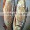 ROHU LABEO ROHITA