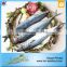 Wholesale Mackerel Frozen Foods