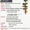 2015 customized artificial large tree bonsai bamboo leaves potted bamboo tree