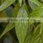 Andrographis Paniculata Herb