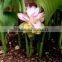 Fine Grade Cucurma aromatica Powder For OEM
