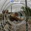 Double Spiral Cross Razor Barbed Wire Barrier with Concertina Coil for Border Line