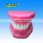 Dental Study Model /Standard Tooth Jaw Model/Patient Education Models