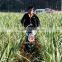 single cylinder sesame agriculture mini tractor mini tractors china