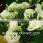 For Birthday Decoration Eustoma Wholesale Flower Lisianthus From Yunnan